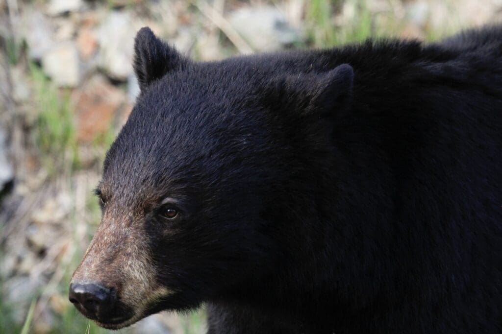 Black bear in Whistler, B.C.